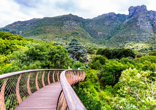 Picture of eastern slopes of Table mountain from Kirstenbosch Botanical Gardens on the tree canopy known as theBoomslang