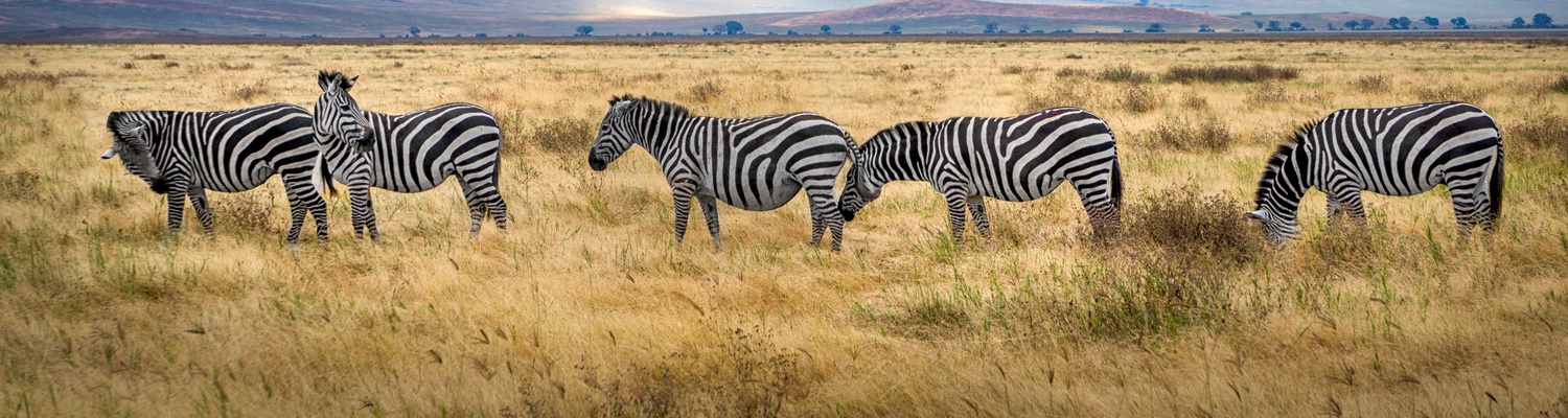 Zeal of Burchel Zebra in a line posting for the camera on a game reserve in the Karoo near Cape Town