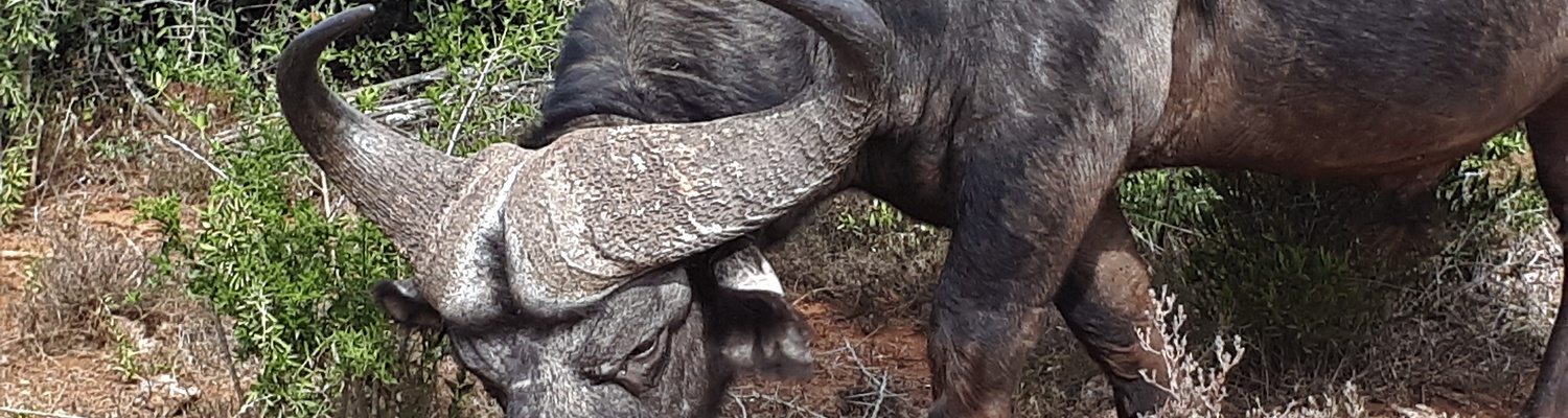 Cape Buffalo in Addo Elephant National Park largest disease free herd 