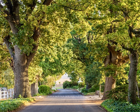 Stellenbosch is nicknamed the 'city of oaks' 