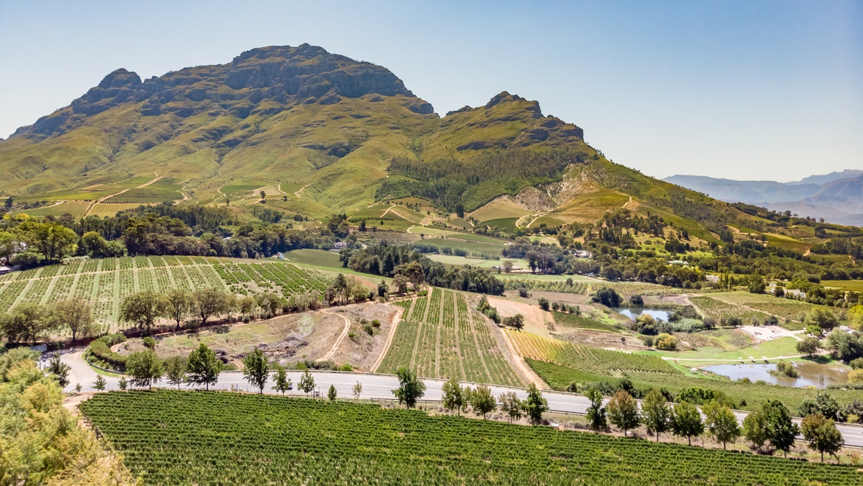 Cape-Dutch-homes-oak-trees-Vineyards-mountains-jonkershoek-simonsig-drp-street-university-cape-town-wine-tasting-western-cape-winelands-house-wine-farms-wine-estate-resturant-stellenbosch-accomodation-into-tours-cape-town-wine-tasting-day-tours-private-tours-cape-town-tour-guide