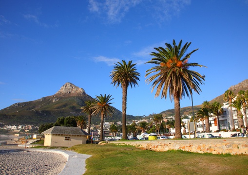 Palm-lined beach at Camps Bay