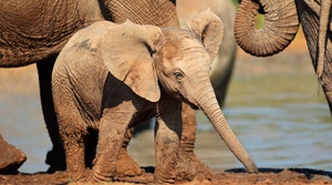 A picture of a baby African elephant at a watering hole in Addo Elephant National Park as seen by tourist on a Addo Safari, Addo Game Drives, Addo Tours