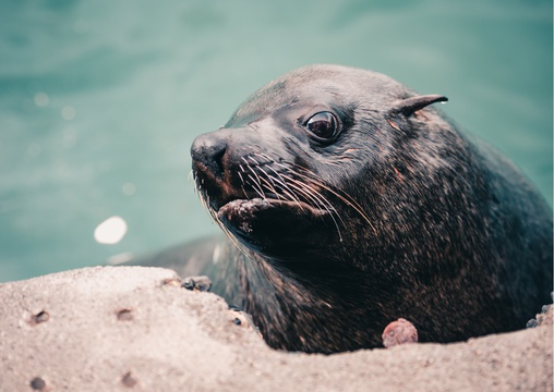 Cape fur seals, also known as South African seals or brown seals, are by far the largest and most muscular members of the fur sea family