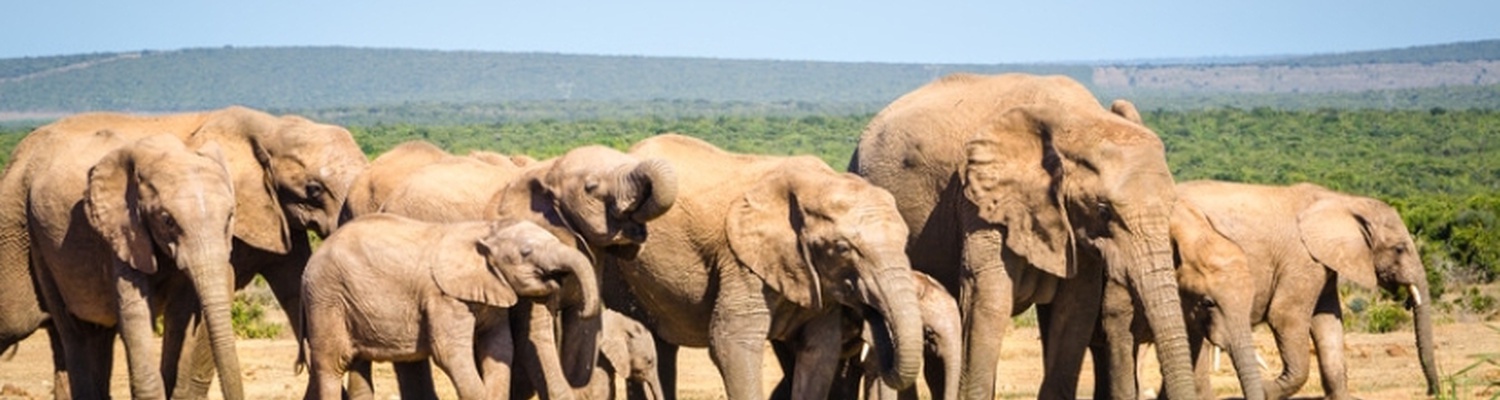 Watch Herds of Elephant 