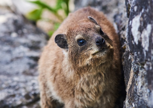On your visit to Table Mountain you will definitely encounter the Dassie or rock hyrax, a small furry diurnal animal that have have enlarged front teeth, like mini tusks.