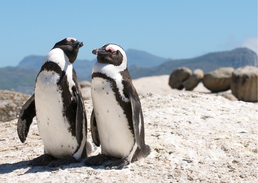 Meet the African penguins in Boulders Beach Cape Town on Cape Peninsula Tour Into Tours 