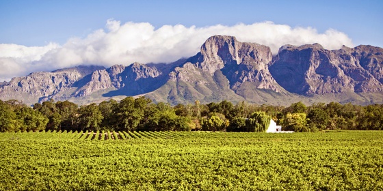 The Cape Winelands Region: 