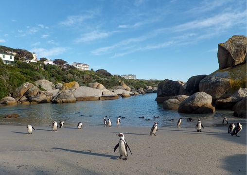 Boulders Beach is a sandy, compact cove with large boulders, offering a home to waddling penguins & their nesting areas.