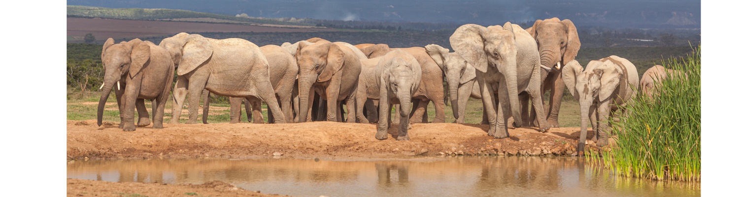 A photograph taken on a Addo shore excursion of a family herd of African elephant by the watering hold in Addo Elephant National Park 