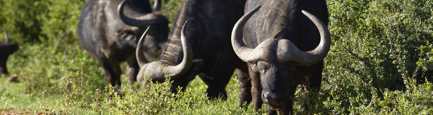 Cape buffalo, Addo Tours, Addo Safari, Addo Game Drives, Addo Elephant National Park, Addo Private Tours