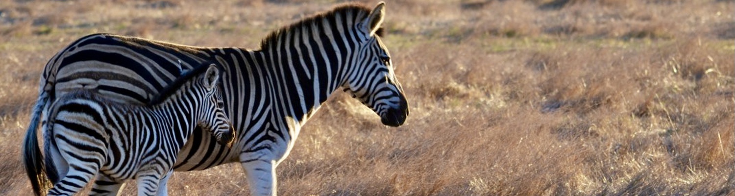 Zebras are social animals