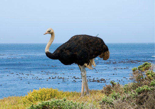 Ostrich in Cape of Good Hope Cape Point on a Cape Peninsula Tour Into Tours