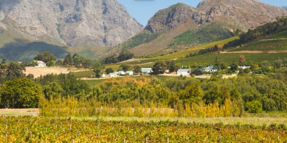 Private Wine Tour in Franschhoek