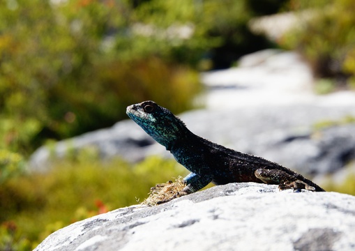 The lizards most commonly spotted on Table Mountain are the southern rock agama, the black girdled lizard and the Cape skink
