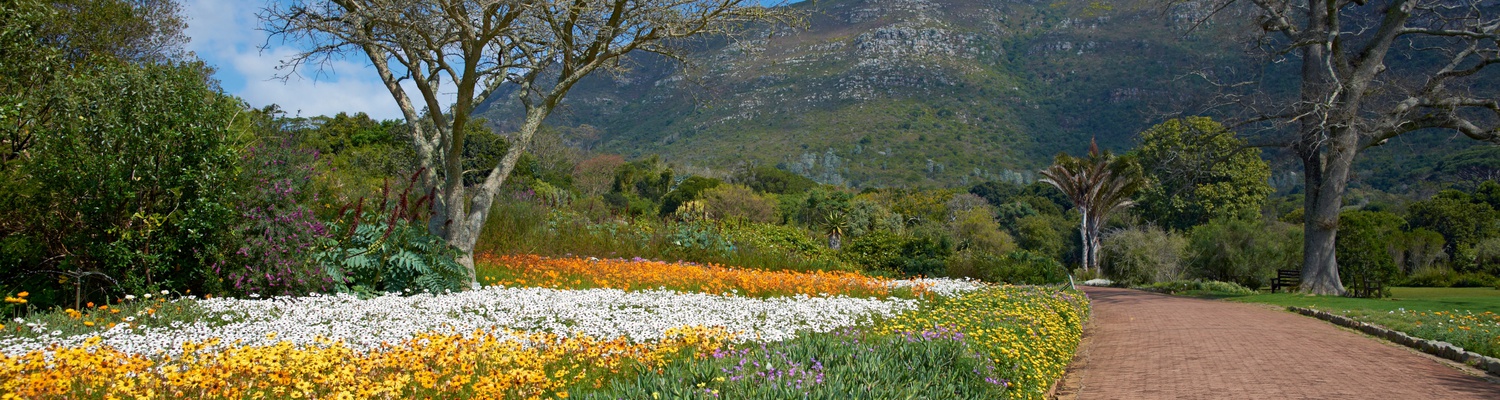 Attractions and things to do in Kirstenbosch National Botanical Gardens on a guided private tour in Cape Town with a Cape Town Tour Operator company, Tourists walking in Kirstenbosch part of the big 7 in Cape Town, Into Tours