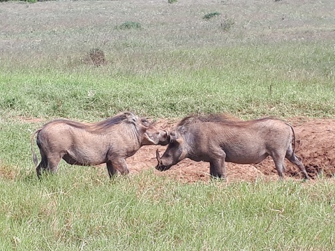 Warthog in Addo Elephant National Park Day Tours Port Elizabeth 