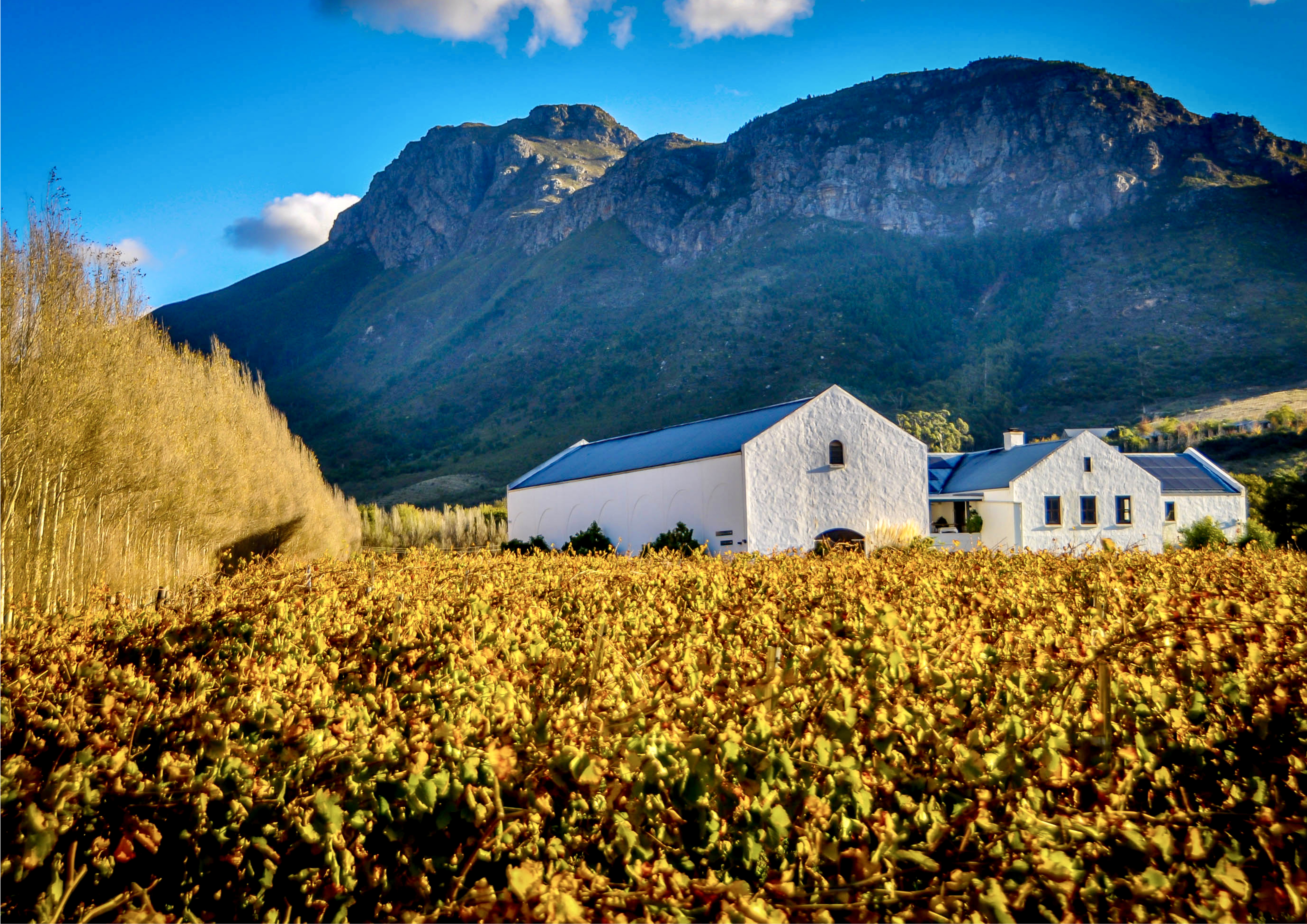 franschhoek-homes-Cape-winelands-accomodation-tour-operator-cape-town-into-tours-groot-constantia-city-sightseeing-constantia-valley-paarl-wine-pairing-franschhoek-western-cape-franschhoek-wine-farms-wine-estates-cape-town-wine-south-africa-stellenbosch-wine-route
Vineyards-mountains-jonkershoek-simonsig-dorp-street-university-cape-town-wine-tasting-western-cape-winelands-house-wine-farms-wine-estate-resturant-stellenbosch-accomodation-into-tours-cape-town-wine-tasting-day-tours-private-tours-cape-town-tour-guide
